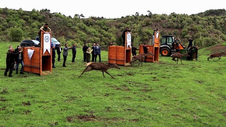 Çorum’da 4 kızıl geyik doğaya salındı
