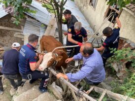 Çatıdaki ineği itfaiye kurtardı