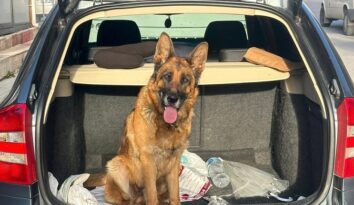 Çorum’da köpek çalan 2 kişi tutuklandı