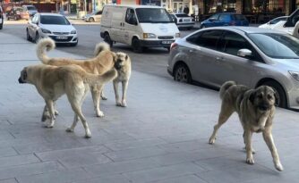 Sokak köpekleri 2 kişiyi hastanelik etti