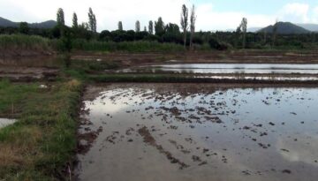 Sağanak çeltik arazilerine zarar verdi