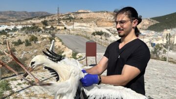 Yaralanan leylekler tedavi edildi