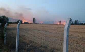 Anız yangınında yüzlerce ağaç kül oldu