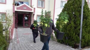 Apartman dairesinde yapılan esrar!