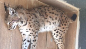 Çorum’da ölü vaşak bulundu!