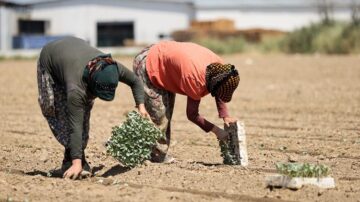 Tarım işçilerinin yevmiyeleri belirlendi