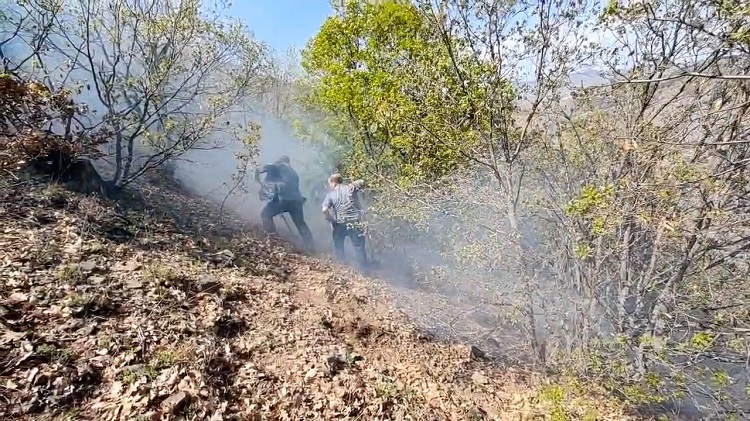 Yangında ağaçlık alan zarar gördü