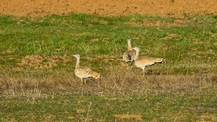 Nesli tükenen kuşlara izleme çalışması