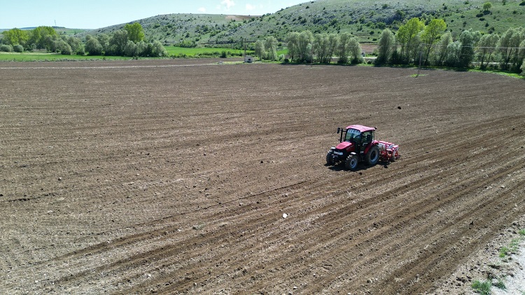 Belediye ayçiçeği ekimine başladı