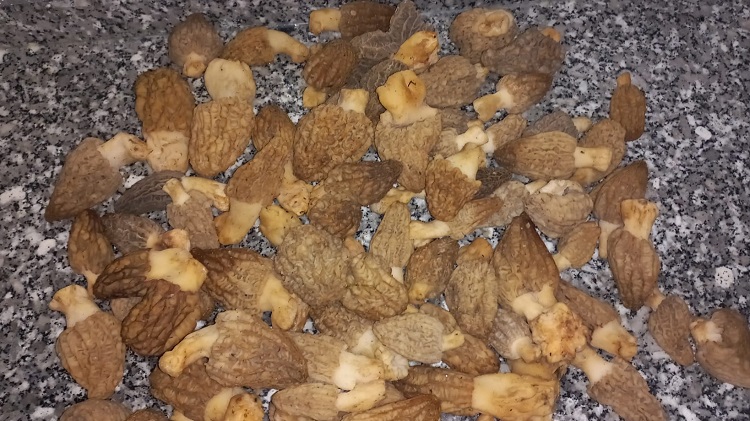 Uzmanından yabani mantarlar açıklaması!