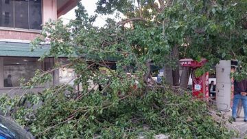 Üzerine düşen dal kadını yaraladı