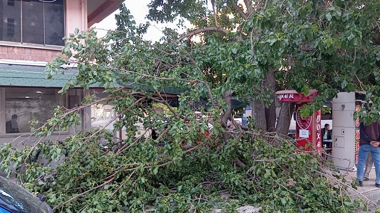 Üzerine düşen dal kadını yaraladı