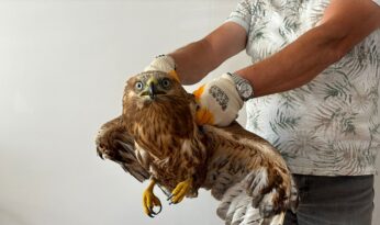  Kızıl şahin koruma altına alındı