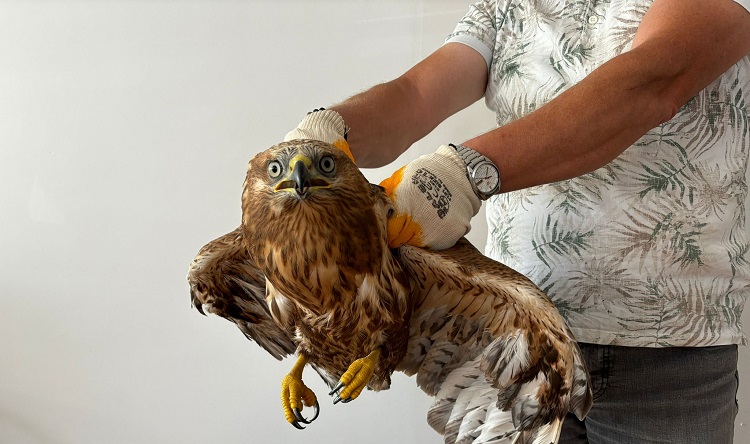  Kızıl şahin koruma altına alındı