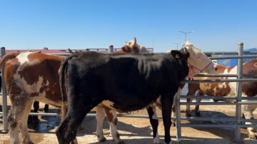 Belediye bayram için tedbirlerini aldı