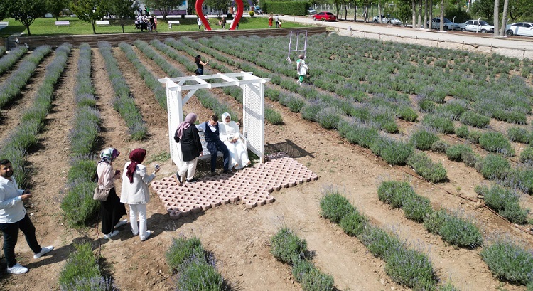 Lavanta bahçesine yoğun ilgi