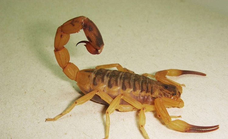 Evinin bahçesinde akrep soktu!