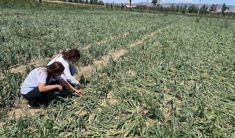 Çorum’da sağanak ve dolu 73 köyü vurdu!