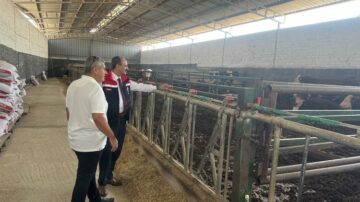 İthal hayvanların denetimleri sürüyor