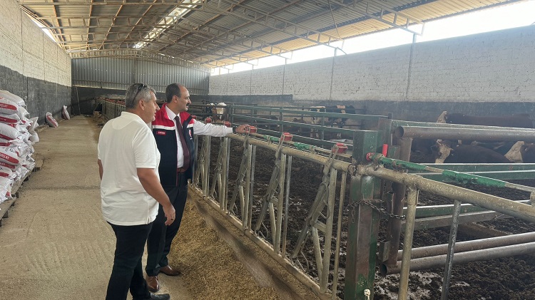 İthal hayvanların denetimleri sürüyor