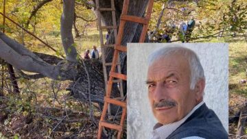 Ceviz ağacından düşerek can verdi