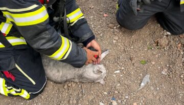 Yanan evdeki kediyi itfaiye kurtardı