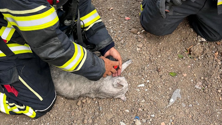 Yanan evdeki kediyi itfaiye kurtardı