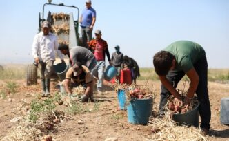 Çorum’un mor soğanında hasat dönemi