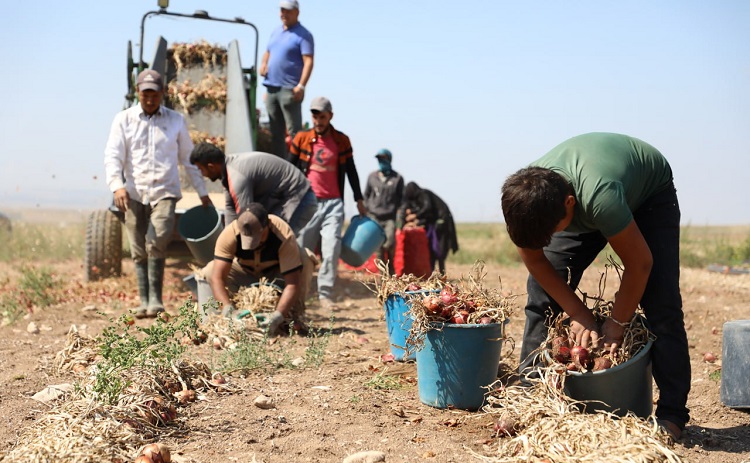 Çorum’un mor soğanında hasat dönemi