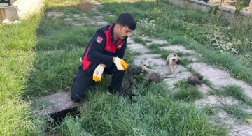 Kedi gidere sıkıştı köpekler kuyuya düştü
