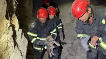 Yavru köpekler böyle kurtarıldı