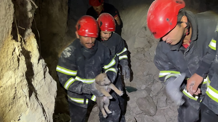 Yavru köpekler böyle kurtarıldı