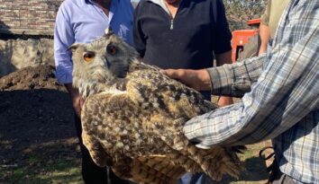 Yaralı puhu kuşu koruma altına alındı
