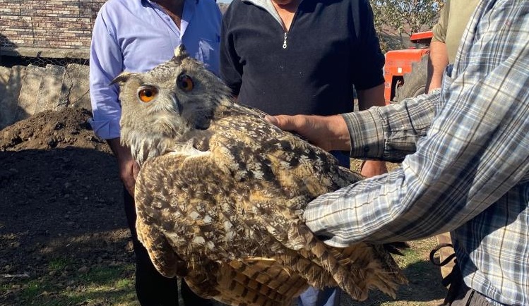 Yaralı puhu kuşu koruma altına alındı