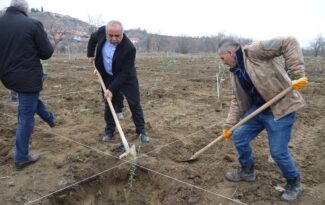   Atıl arazi zeytin bahçesine dönüştürüldü