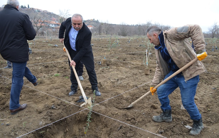 Atıl arazi zeytin bahçesine dönüştürüldü