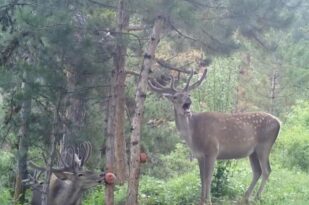 Çorum’daki yaban hayatı fotokapana yansıdı
