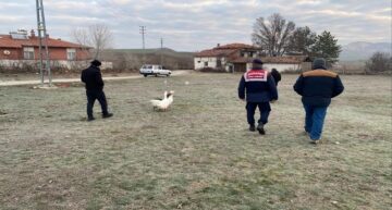 Çorum’da kaz dövüşüne ceza!