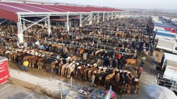 Çorum’daki hayvan pazarları kapatıldı