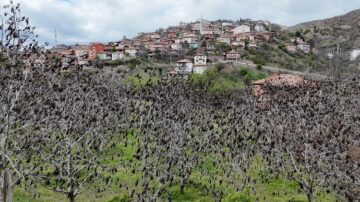 Donan ceviz bahçelerinin son durumu!