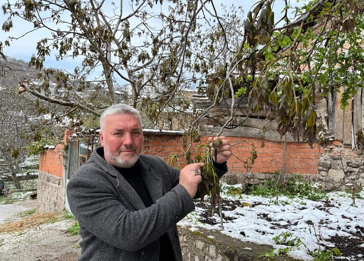 Oğuzlar cevizini soğuk ve don vurdu!