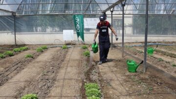 Okul bahçesinde kuşkonmaz yetiştirecekler