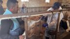 Bir köyde şap karantinası başlatıldı