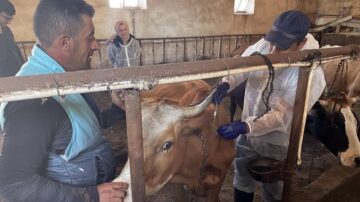 Bir köyde şap karantinası başlatıldı
