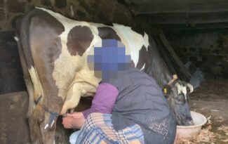 İneğin teptiği kadın vefat etti