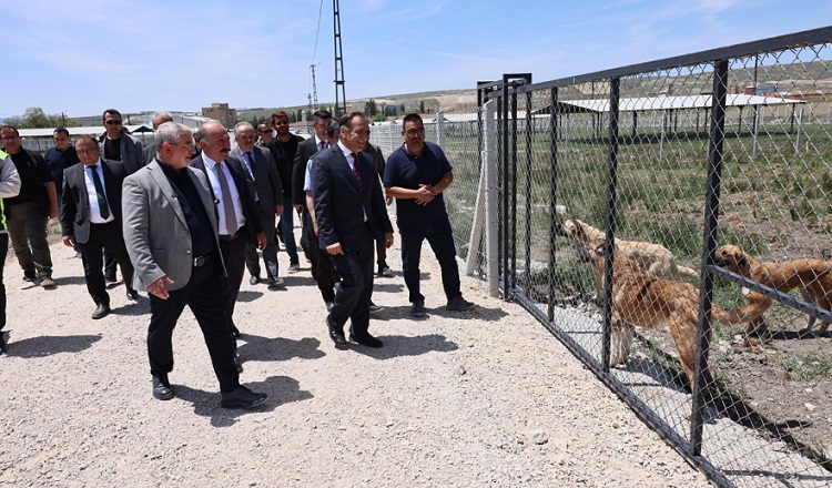 Sokak hayvanları için alan oluşturuldu