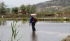 Osmancık pirincinde üretim sezonu başladı