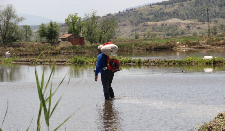 Osmancık pirincinde üretim sezonu başladı