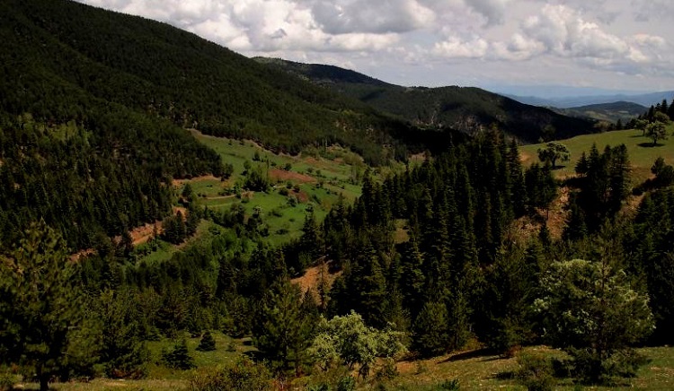 Çorum’da ormanlara girişler yasaklandı!