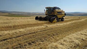 Çorum’da arpa hasadına başlandı